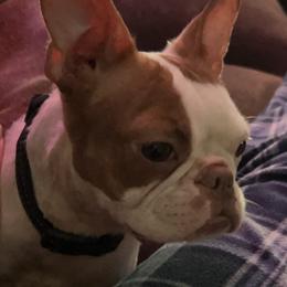 Spice - Boston Terrier