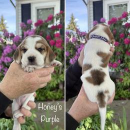 Girl 3 - female Beagle puppy in Brownsville, Oregon from Beagles on the Run