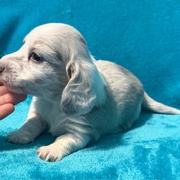 Rhett - Dapple male Dachshund puppy in Lincoln, Arkansas from Red Dirt Dachshunds