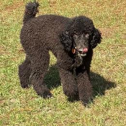 Shadow - Black female Poodle puppy in Jesup, Georgia from Altamaha Mud Poodles LLC.
