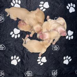 Cream Platinum Girl 1 - Cream female Dachshund puppy in Walla Walla Valley, Oregon from English Cream Dachshunds