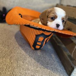 Cavalier King Charles Spaniel Puppies from SHANNON'S CAVALIERS