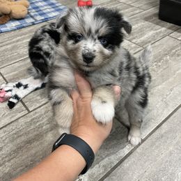 Pomsky Puppies from Michelle's Pomskies