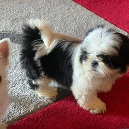 Shih Tzu and West Highland White Terrier Puppies from Westies of Morrison