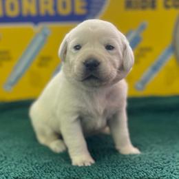 Dove - Yellow female Labrador Retriever puppy in Puyallup, Washington from 12 Door Farm Labradors