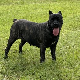 Cane Corso from Magna Cane Corso