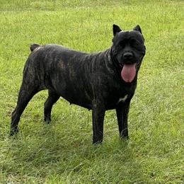 Cane Corso from Magna Cane Corso