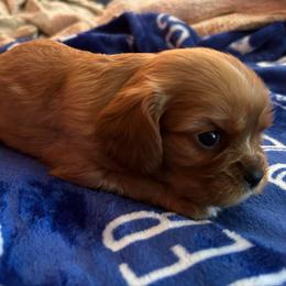 Shiloh - AKC - Ruby male Cavalier King Charles Spaniel puppy in Fairmount, Indiana from Dream Maker Cavaliers