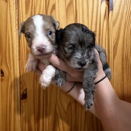 Aussiedoodle, Bordoodle, and Goldendoodle Puppies from Korbella Farm