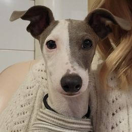 Italian Greyhounds from Bethany's Italian Greyhounds