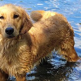 Golden Retrievers from Southern Springs Goldens