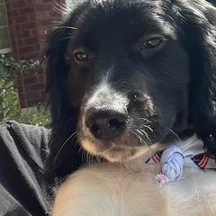 Bruno - Springerdoodle puppy from SpringerDoodles at the Beach