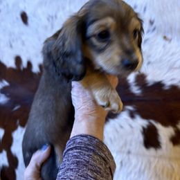 Dachshund Puppies from SchmitZ Dachshunds On The  Concho