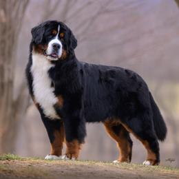 Johnny - Bernese Mountain Dog