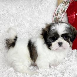 AKC Brooke - Brindle female Shih Tzu puppy in Greenville, South Carolina from Babyface Shih Tzu