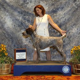 Rengar - German Shorthaired Pointer