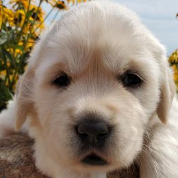 Golden Retriever Puppies from Iron Rose Retrievers