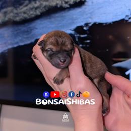 YORI - Red female Shiba Inu puppy in Minnesota from BonsaiShibas