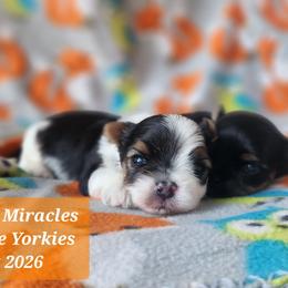 Apple Cider - Parti male Yorkshire Terrier puppy in Dallas, North Carolina from Mandy's Miracles