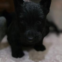 Boy 2 - Black male Scottish Terrier puppy in Seymour, Missouri from Fairview's Precious Pups