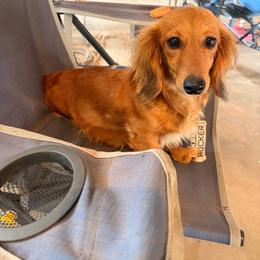 Sookie - Dachshund