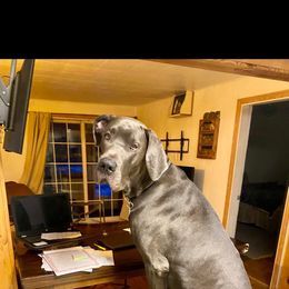 Stetson - Great Dane