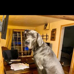 Stetson - Great Dane