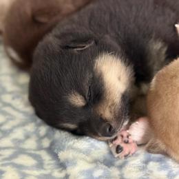 Ellis - Tri-color female Pomsky puppy in Doon, Iowa from Luxury Pomsky