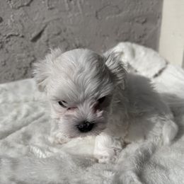 Maltese Puppies from AKC Maltese California