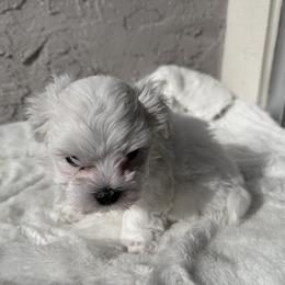 Maltese Puppies from AKC Maltese California