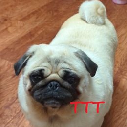 Chihuahuas and Pugs from T Tiny Treasures
