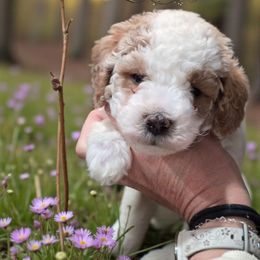 Chester Green - Parti male Goldendoodle puppy in Vernon, Texas from Sugarland's Texas Goldendoodles