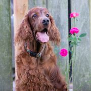 Irish Setters from Hocus Pocus Irish Setters