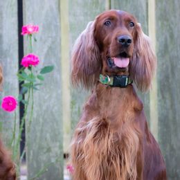 Irish Setters from Hocus Pocus Irish Setters