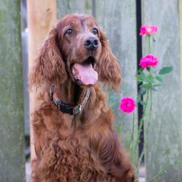 Irish Setters from Hocus Pocus Irish Setters