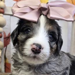 Bernedoodles and Goldendoodles from LaDonna's Doodles