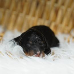 Bailey - Phantom female Bernedoodle puppy in Spokane, Washington from Lilac City Doodles