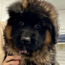 Pink - Black and red female German Shepherd puppy in Annetta, Texas from OakSong German Shepherd Dogs