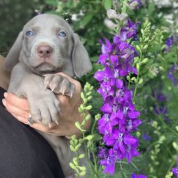 Weimaraner Puppies from Jennifer Anne's Weimaraners