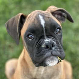 Boxer Puppies from Eagle ID Boxers