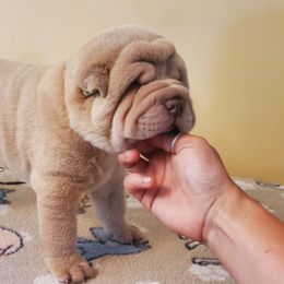Storm - Lilac dilute male Chinese Shar-Pei puppy in Ste. Marie, Illinois from JoShel’s Silver Lined Wrinkles and Tails