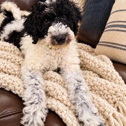 Barley - Parti male Goldendoodle puppy in Macclenny, Florida from Baker County Goldendoodles