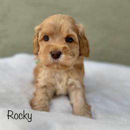 Rocky - Apricot male Australian Labradoodle puppy in Morgan Hill, California from Loving Labradoodle