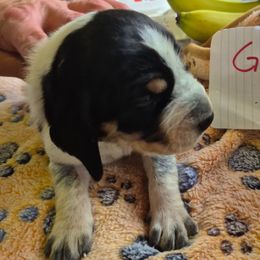 Girl 7 - Blue ticked and tan female Bluetick Coonhound puppy in Centerville, Pennsylvania from Holcomb's Hounds
