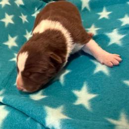 Duck - White and red male Border Collie puppy in North Lakeport, California from Wild Rose Ranch