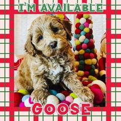 Boy 2 - Apricot Australian Labradoodle puppy in Oklahoma from The Kindred Doodle Co.
