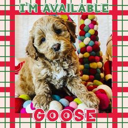 Boy 2 - Apricot Australian Labradoodle puppy in Oklahoma from The Kindred Doodle Co.