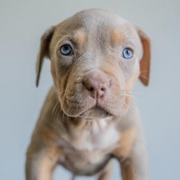 Switzerland - Lilac tri-color female American Bully puppy in Frederick, Maryland from EastSideMarky