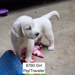 Pip girl 2 - Light golden female Golden Retriever puppy in Niles, Michigan from Composer Goldens