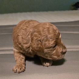 Bailey - Sable female Aussiedoodle puppy in Windom, Texas from Wild Farm Puppies